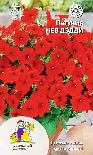 Петуния НЕВ ДЭДДИ