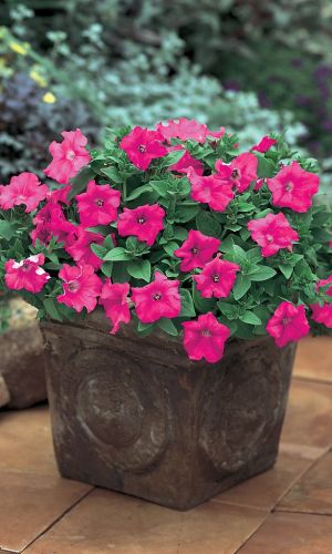 Петуния ПИНК ЛЕДИ