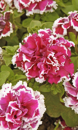 Петуния ПИРУЭТ РОЗОВАЯ