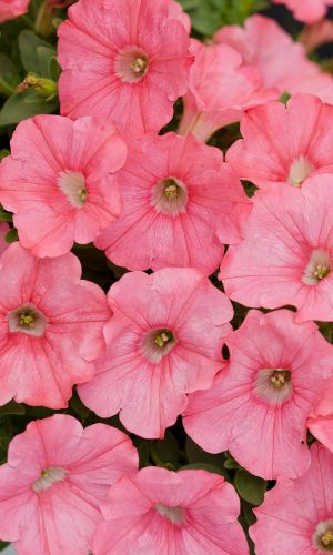 Петуния САЛМОН ПАРАДАЙЗ F1