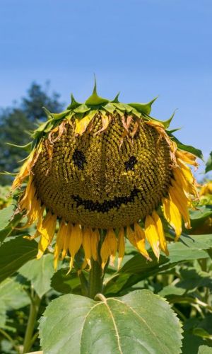 Подсолнечник ДИВО ДИВНОЕ