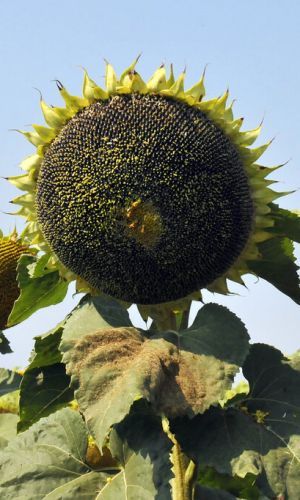 Подсолнечник КОНДИТЕРСКИЙ