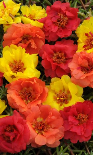 Портулак ХИТ ПАРАД