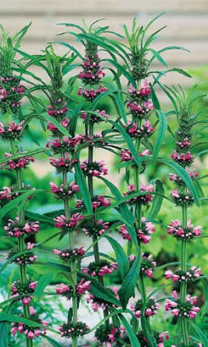 Пустырник САМАРСКИЙ