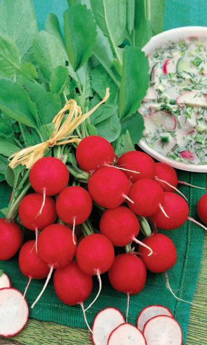 Редис ЛЕТНЯЯ ОКРОШКА
