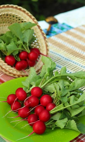 Редис МЛАДШИЙ ЛЕЙТЕНАНТ