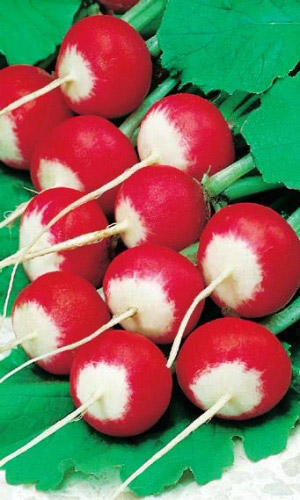 Редис РОЗОВО-КРАСНЫЙ С БЕЛЫМ КОНЧИКОМ &mdash; Скороспелый высокоурожайный сорт для открытого и закрытого грунта! Очень крупные плоды - до 30г!