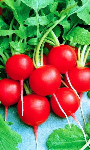 Редис СОНАТА &mdash; Вкус просто на миллион! Сладкий и без горечи! Гигантский урожай даже в условиях пониженной освещённости!