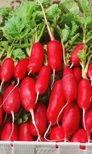 Редис ВЕСЕННЕЕ ЧУДО