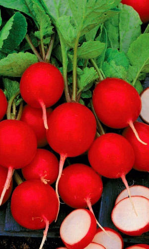 Редис ВИШНЁВЫЙ ХРУСТ