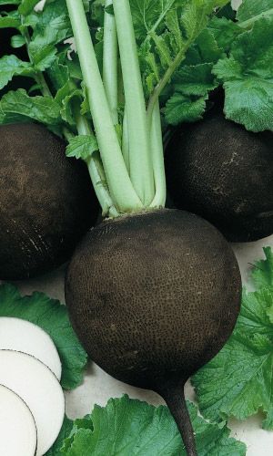 Редька ЧЕРНОМОР