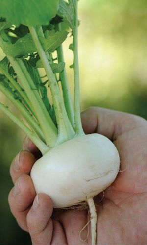 Репа БЕЛОСНЕЖКА