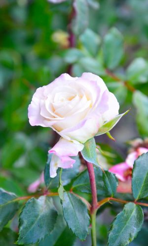 Роза АЛЯСКА