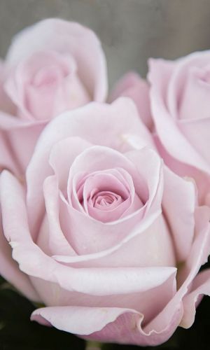 Роза ДРАГ ОПАЛ