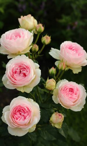 Роза ФЁРСТ ЛЕДИ