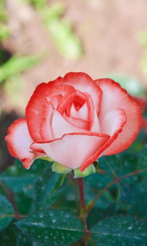 Роза ИМПЕРАТРИЦА ФАРАХ