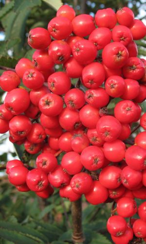 Рябина КОНЦЕНТРА