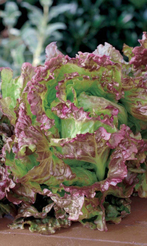 Салат АНАПЧАНИН