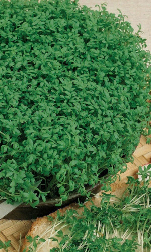 Салат кресс-салат ВЕСЕННИЙ