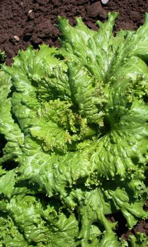 Салат КУЧЕРЯВЕЦ ГРИБОВСКИЙ