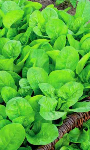 Салат ИЗУМРУД