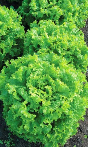 Салат ЛОЛЛО БИОНДА