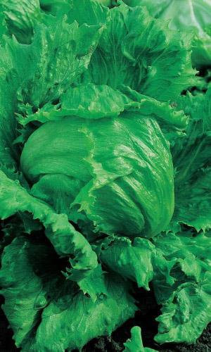 Салат СПРИНТЕР &mdash; Чемпион в коротком забеге! Скороспелый! Устойчив к стеблеванию! Отличный вкус!