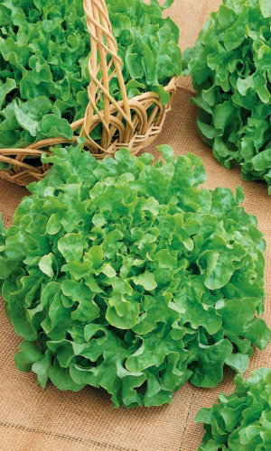 Салат ВИТАМИННЫЙ