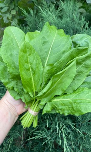 Щавель ЛЕГЕНДА СИБИРИ