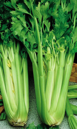 Сельдерей черешковый ЗДОРОВЬЕ