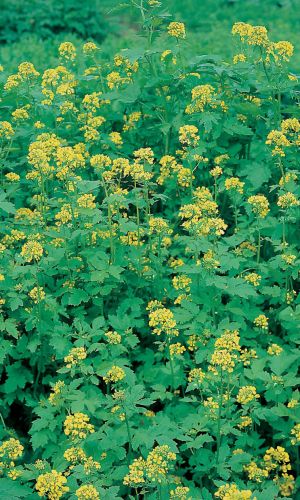 Сидерат ГОРЧИЦА БЕЛАЯ 20 г