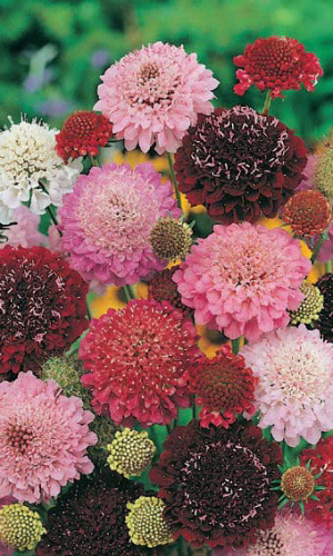 Скабиоза СМЕСЬ ОКРАСОК ЦВЕТНАЯ ФАНТАЗИЯ