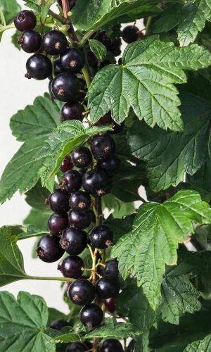 Смородина ЯДРЁНАЯ