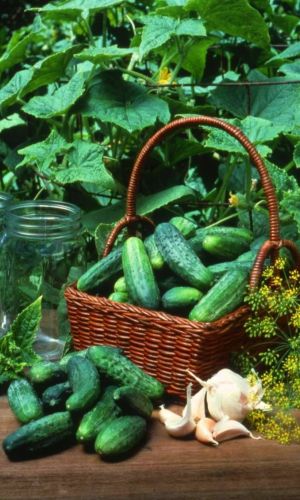 Специальный набор сортов огурца ДЛЯ ЗАСОЛКИ, КОНСЕРВИРОВАНИЯ И МАРИНОВАНИЯ