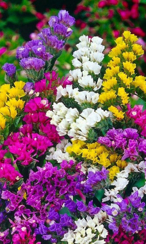 Статица БРЫЗГИ РАДУГИ (РАДУЖНАЯ СМЕСЬ)