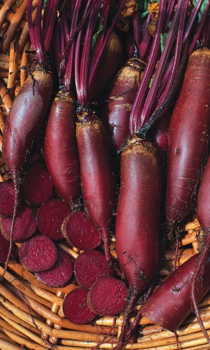 Свёкла БАГРЯНЫЙ ЦИЛИНДР