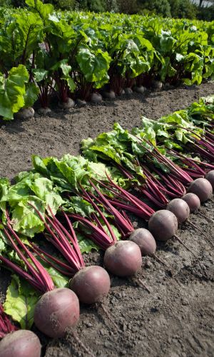 Свёкла БОЛИВАР