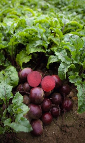 Свёкла ЕРЛИ ВОНДЕР