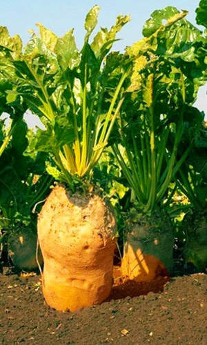 Свёкла кормовая ЭККЕНДОРФСКАЯ ЖЁЛТАЯ