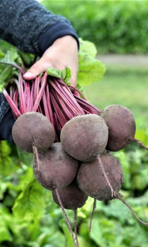 Свёкла УРАЛЬСКИЙ РАФИНАД F1