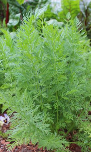 Тмин АППЕТИТНЫЙ