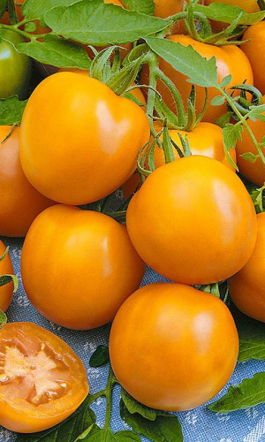 Томат АНДРОМЕДА ЗОЛОТАЯ F1