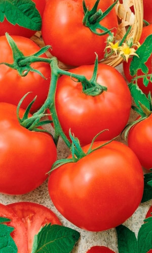 Томат АНИТА