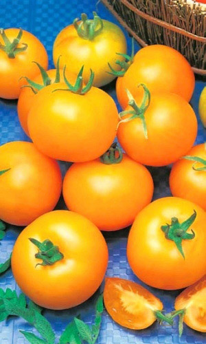 Томат АПЕЛЬСИН &mdash; Листвы не видно от обилия плодов!