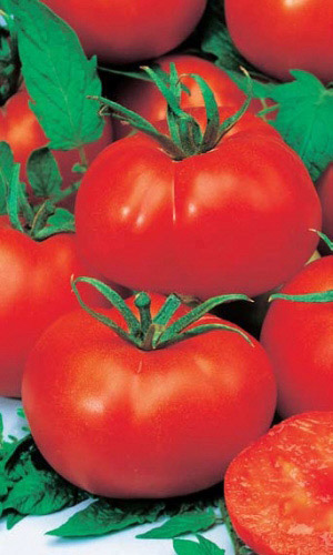 Томат АТАМАН &mdash; Обильное плодоношение в любом регионе страны!