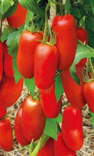 Томат ЦАРЕВИЧ &mdash; Необычайно вкусный! Дружное плодоношение! Жаростойкий! Устойчив к растрескиванию! Не болеет!