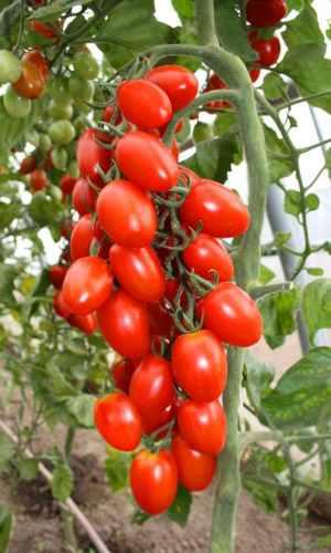 Томат ДАЧНЫЙ F1