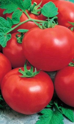 Томат ДЕЛИКАТЕС