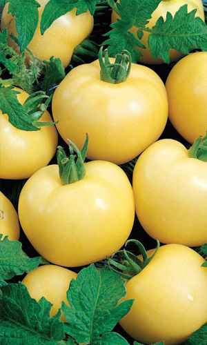 Томат ДОЛГОХРАНЯЩИЙСЯ