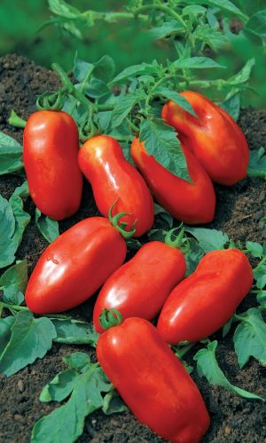 Томат ДЖИГИТ &mdash; Плотные, мясистые, малосемянные плоды! Вкус сладкий, насыщенный с густым ароматом! Хорошо завязывает плоды в любую погоду!